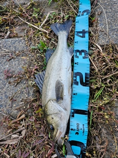 フッコ(マルスズキ)の釣果