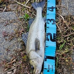 フッコ（マルスズキ）