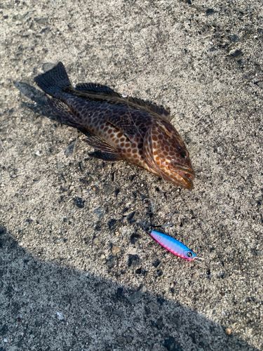 オオモンハタの釣果