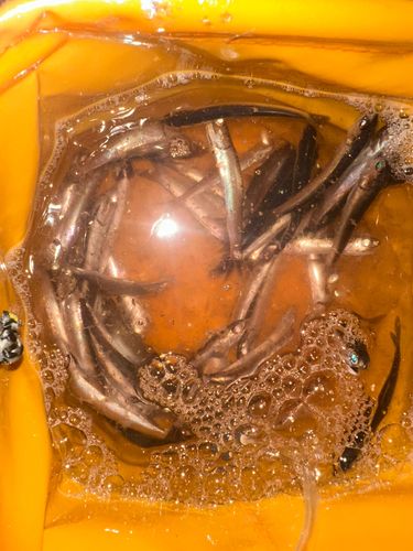 カタクチイワシの釣果