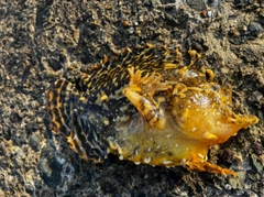 ハナオコゼの釣果