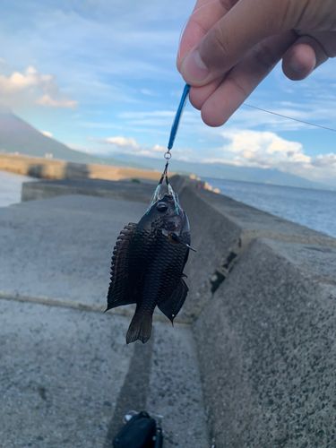 スズメダイの釣果