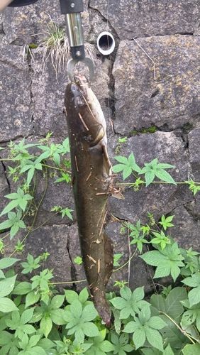 相模川緑地公園