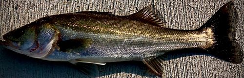 シーバスの釣果