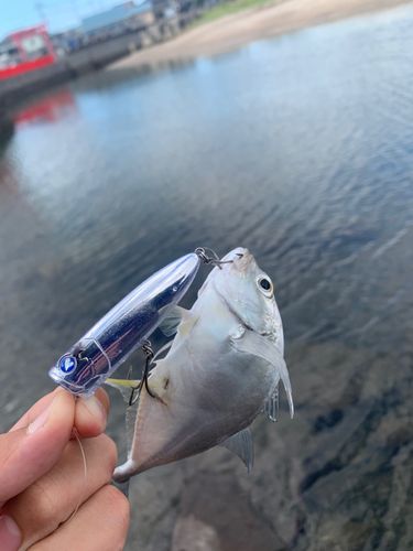 メッキの釣果