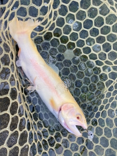 アルビノニジマスの釣果