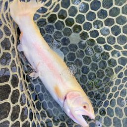 アルビノニジマス