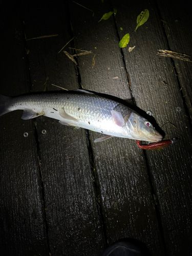 ニゴイの釣果