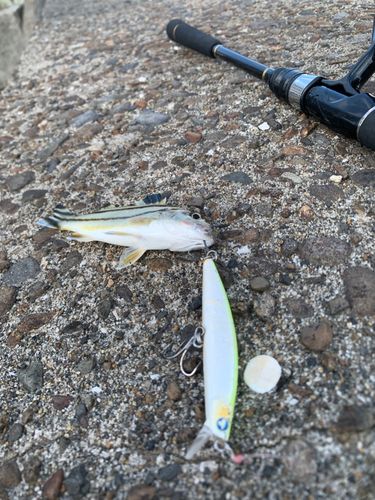 コトヒキの釣果