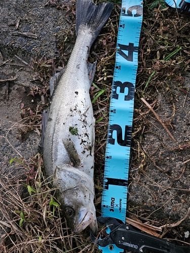 フッコ（マルスズキ）の釣果