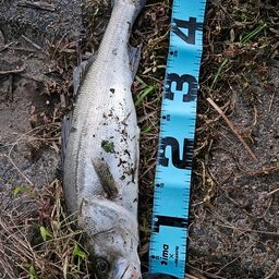 フッコ（マルスズキ）