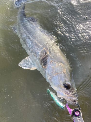 シーバスの釣果