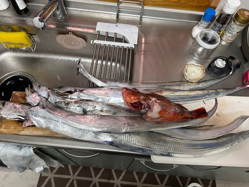 タチウオの釣果