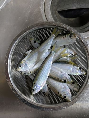 サッパの釣果