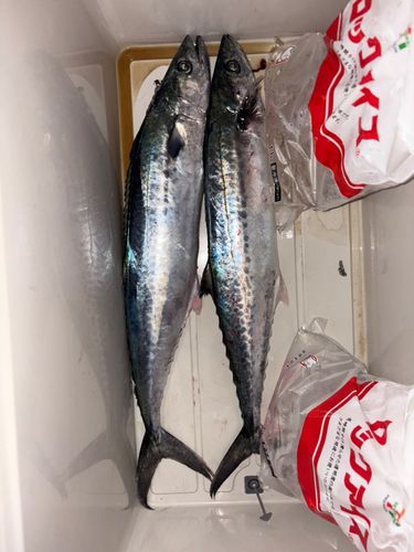 サゴシの釣果