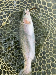 ニジマスの釣果