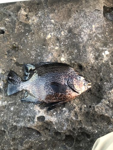 イシダイの釣果