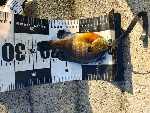 ブルーギルの釣果