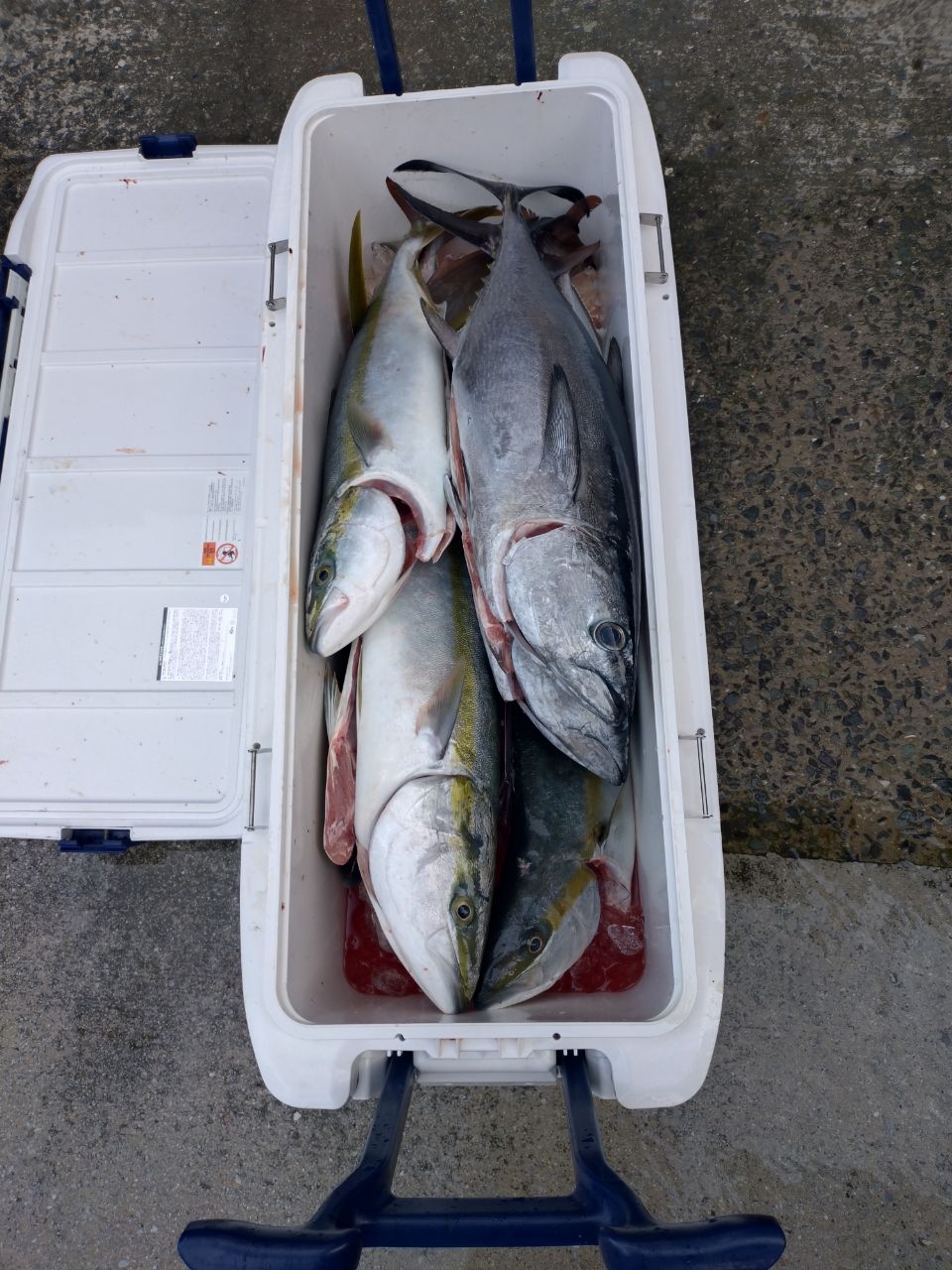 岩○さんの釣果 1枚目の画像