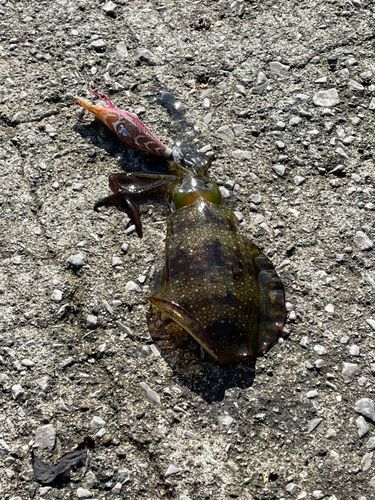 アオリイカの釣果