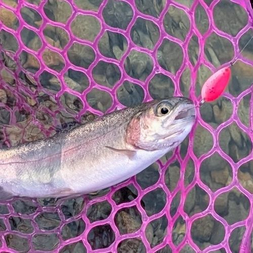 ニジマスの釣果