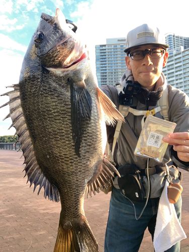 チヌの釣果