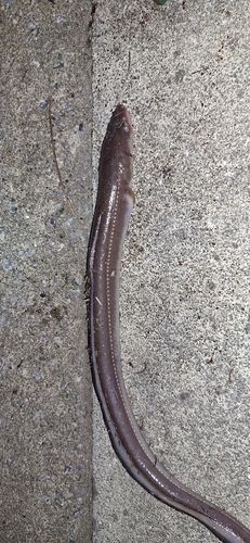 相馬港釣り桟橋