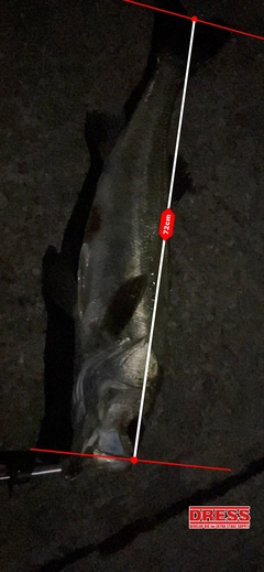 アカエイの釣果