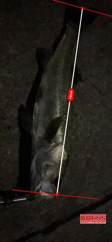 アカエイの釣果