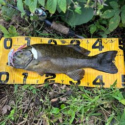 スモールマウスバス