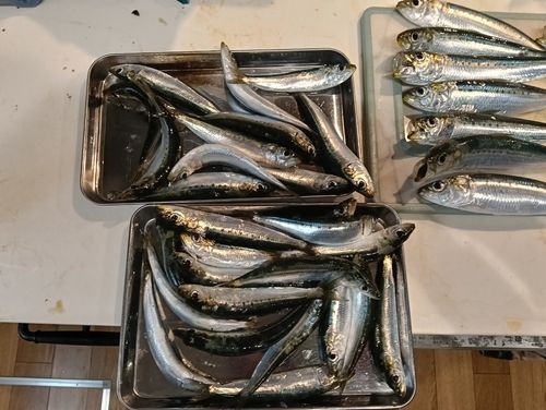 マイワシの釣果