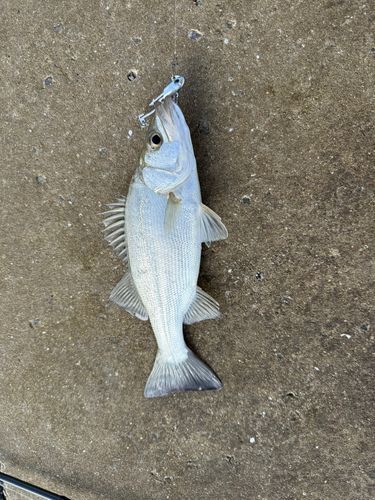 セイゴ（ヒラスズキ）の釣果
