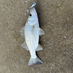 セイゴ（ヒラスズキ）