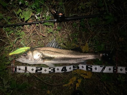 シーバスの釣果