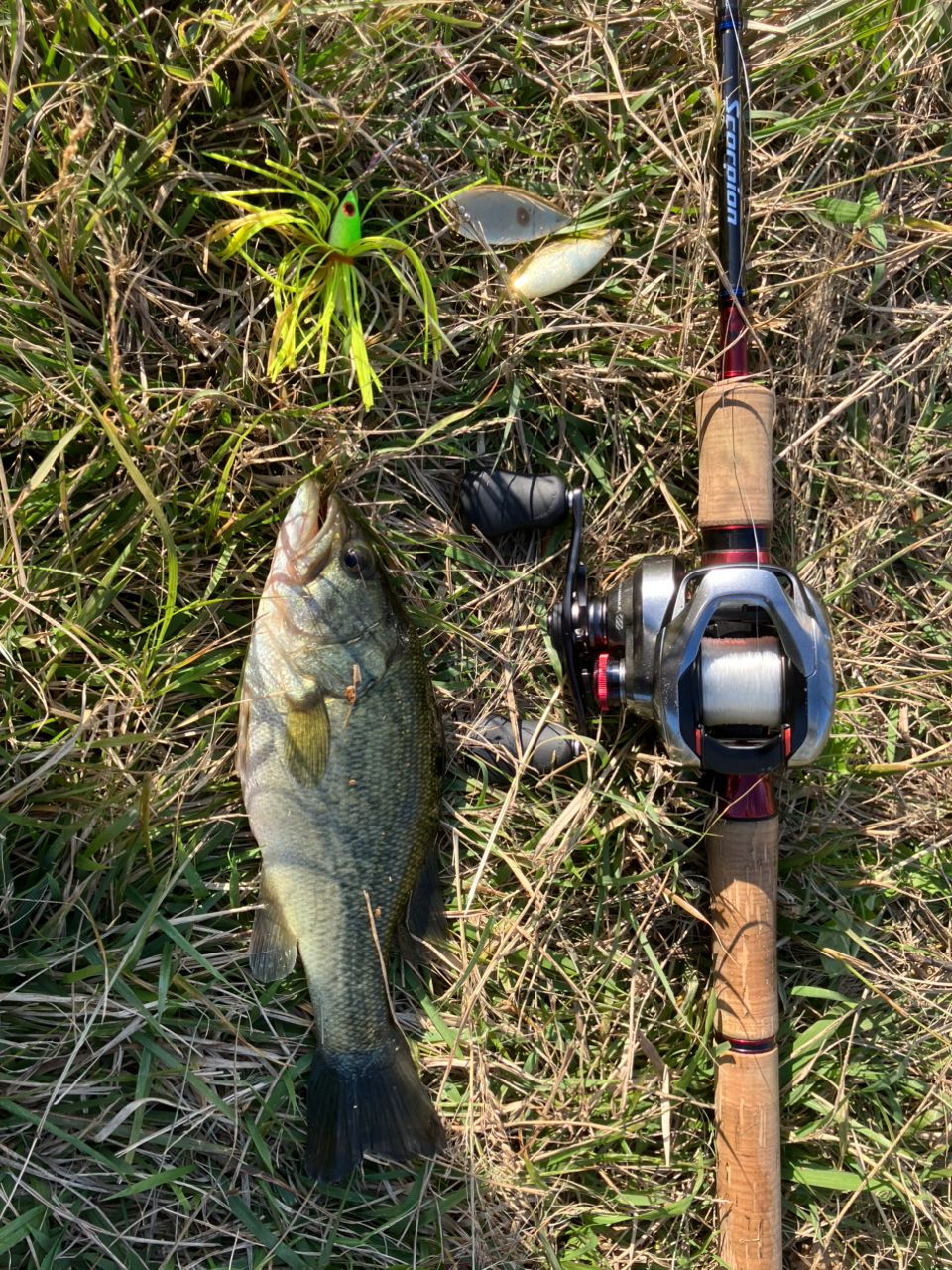 19Scorpion 1651R-2 ルアーロッド シマノ Scorpion スコーピオン 1651R-2 : つり具BLUEMARLIN