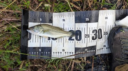 ブラックバスの釣果