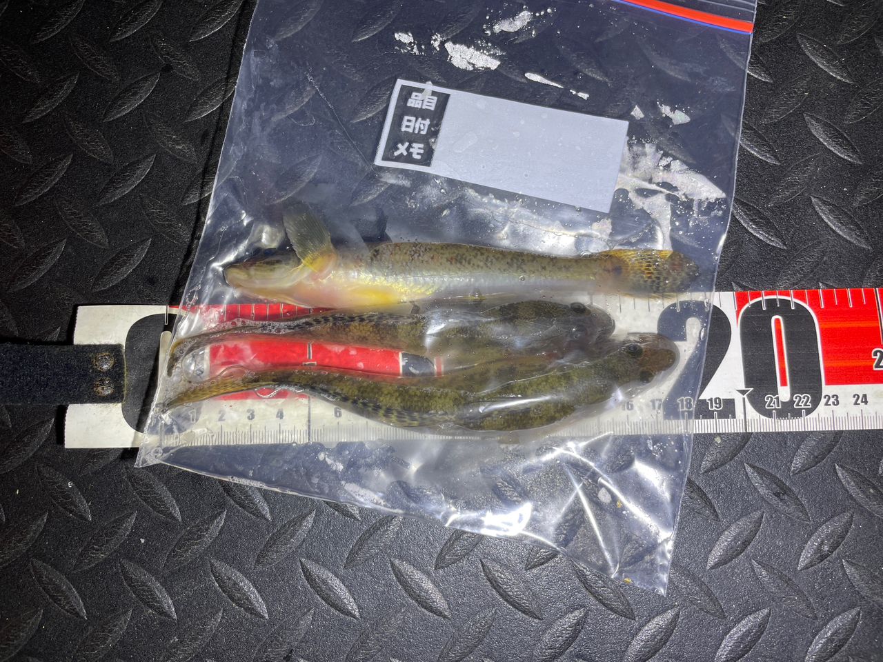 釣り吉○平 釣りキチ四っ平 さんの 2025年11月01日のハゼの釣り・釣果情報(茨城県