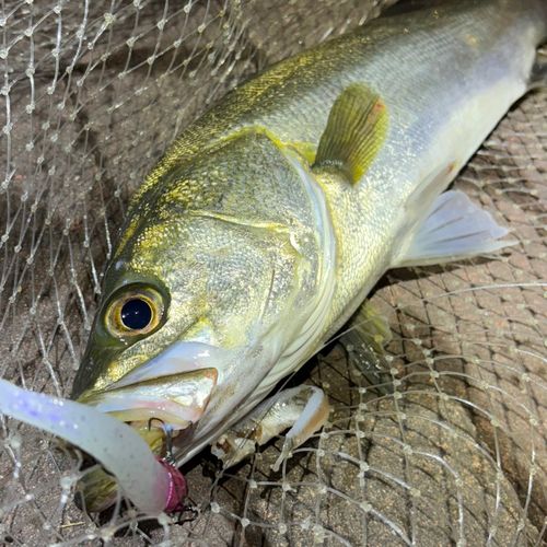 フッコ（マルスズキ）の釣果