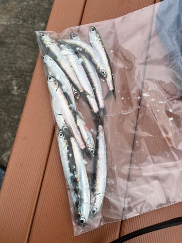 カタクチイワシの釣果