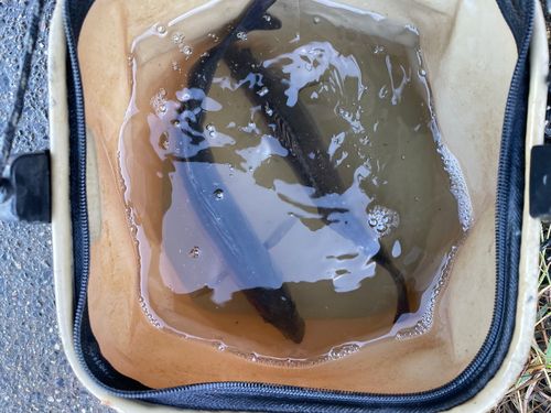 セイゴ（マルスズキ）の釣果