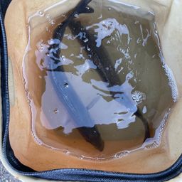 セイゴ（マルスズキ）