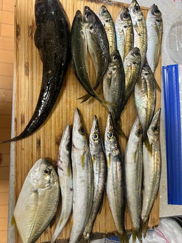 マアジの釣果