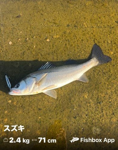 シーバスの釣果