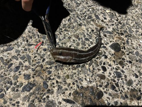 ゴンズイの釣果