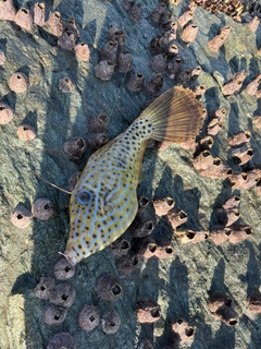 ソウシハギの釣果