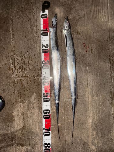 タチウオの釣果