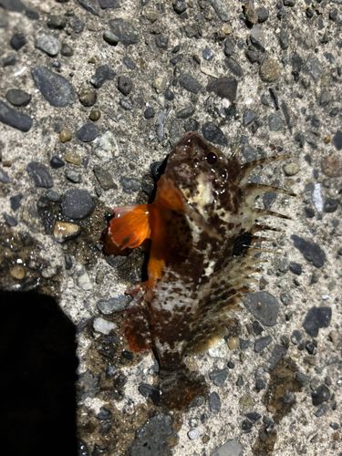 ハオコゼの釣果