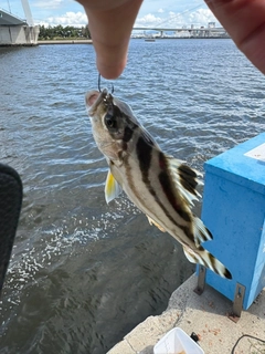 コトヒキの釣果