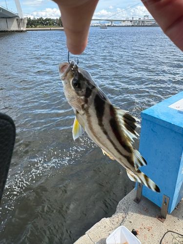 コトヒキの釣果