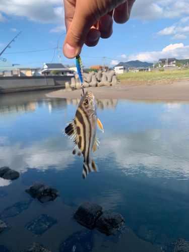 コトヒキの釣果